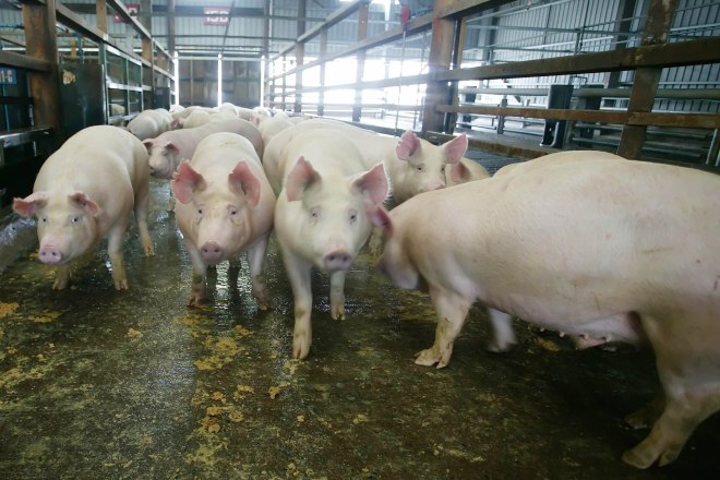Peste Porcina Africana Dispara Precios De Carne De Cerdo