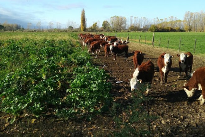 Cómo Establecer Un Sistema De Alimentación De Remolacha Forrajera En ...